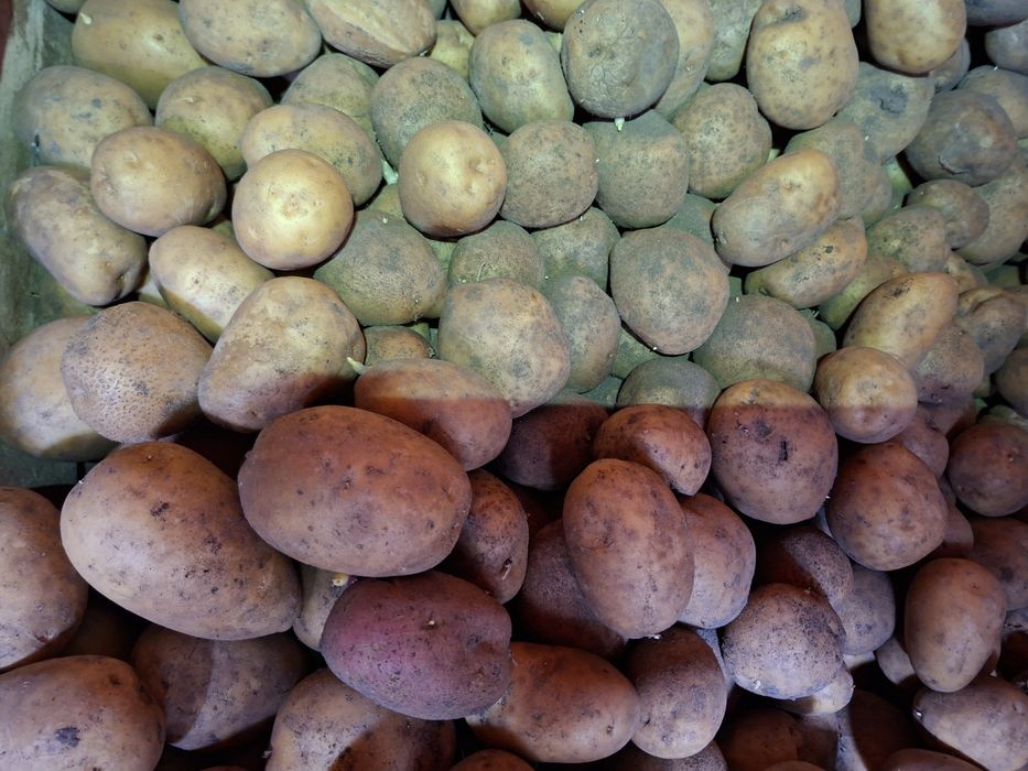 Продам картофель домашний