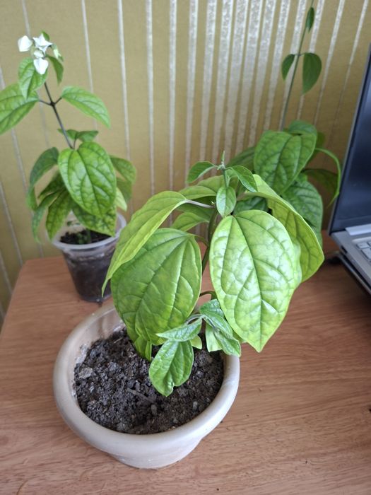 Продам комнатные цветы