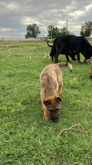 Бельгиски овчарка