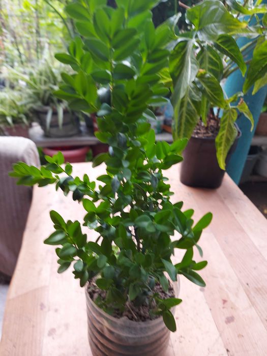 Самшиты  подростки