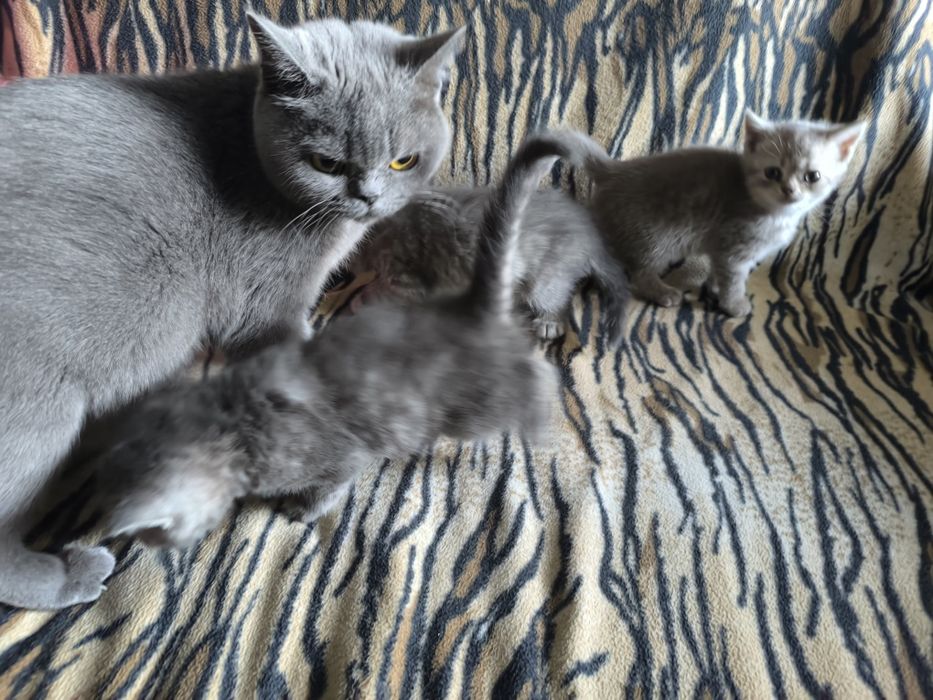 Британские котята