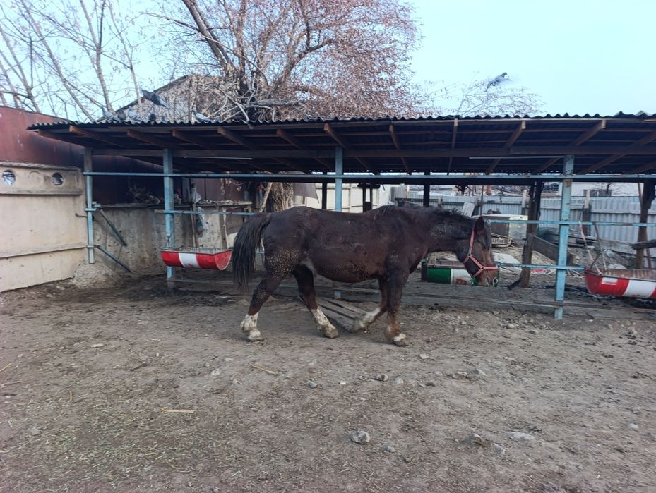 Бие кобылы Новоалтайск