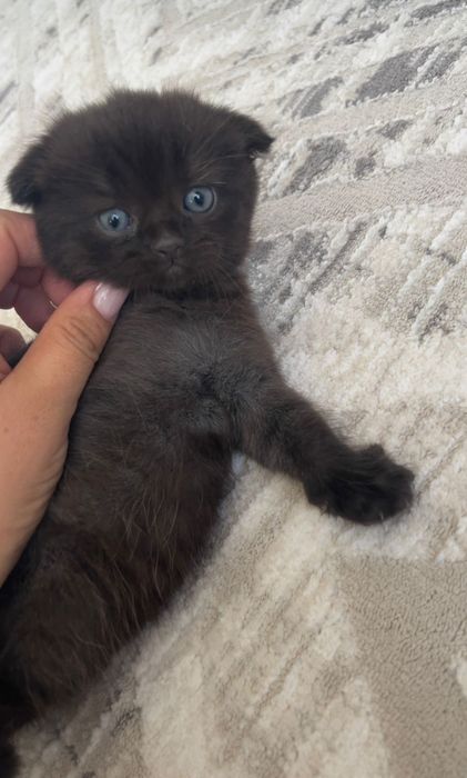 Котёнок Котята Продам