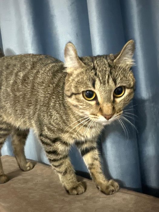 Кошки Мысық бесплатно