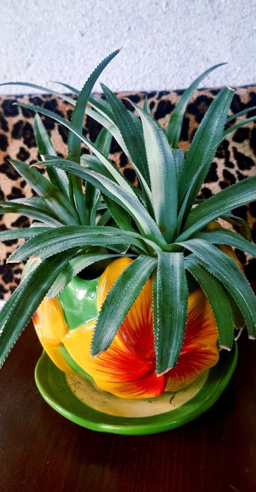 Комнатные растения от 1 тыс