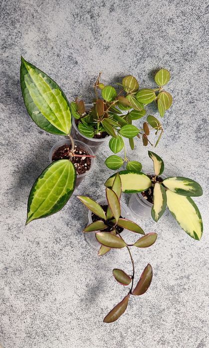 Хойи Караганда , наборы хой