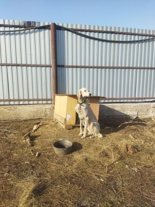 Тазы 3 года отдам