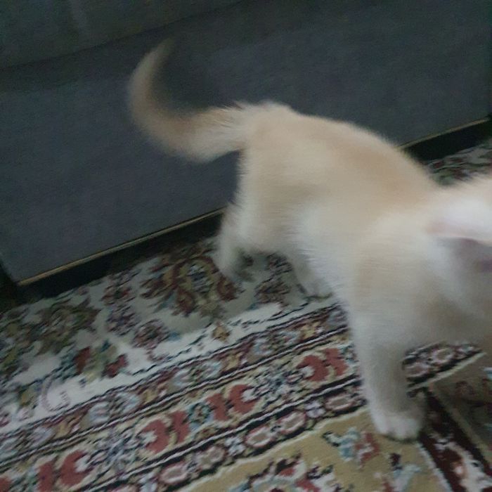 Продам котёнка, девочка. Милая, игривая. К лотку приученная. Вислоухая