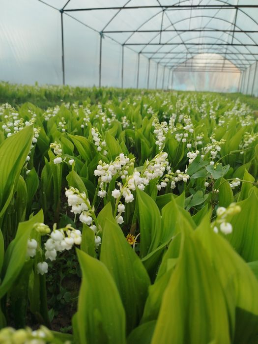 ландыши с запахом