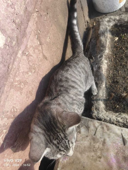 Чей красивый котик?