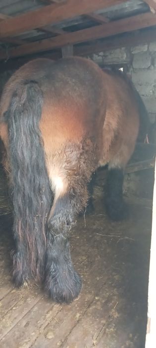 Vând iapa  murga  ardeneza