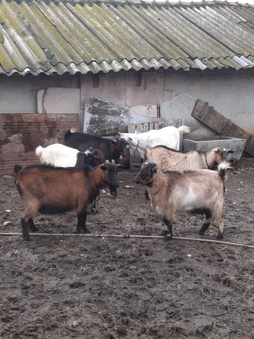 Capre gestante de vânzare