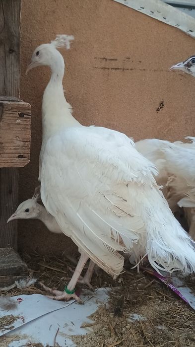 Păuni tineri diferite culori