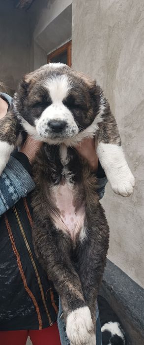 Щенок Алабая девочка