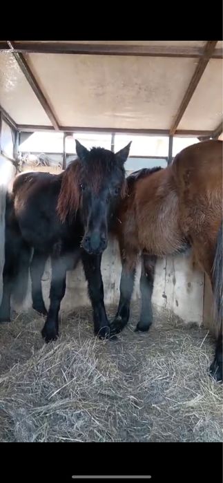 Продам лошади Құнан