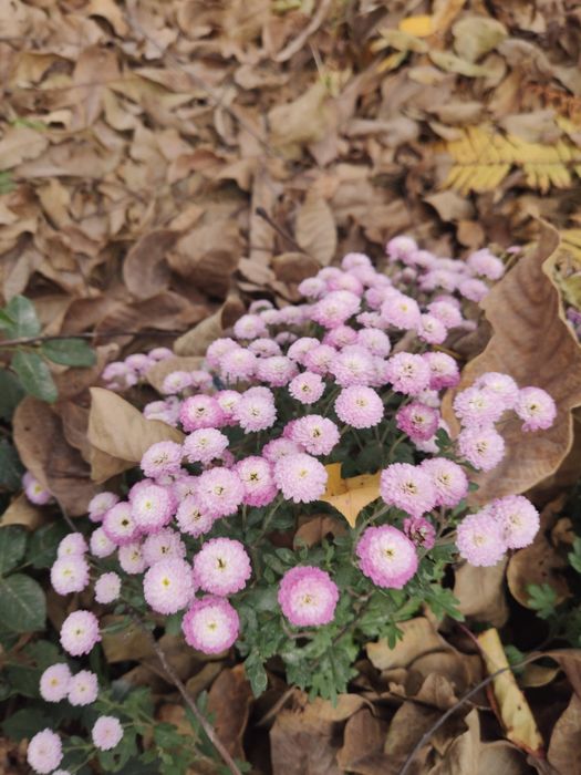 Хризантема мультифлора