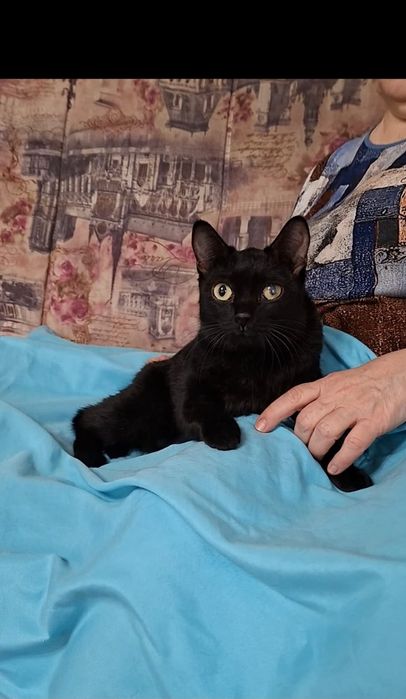 Молоденькая кошечка Чара в добрые руки!