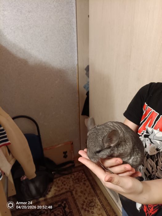 Продам шиншилу  девочку