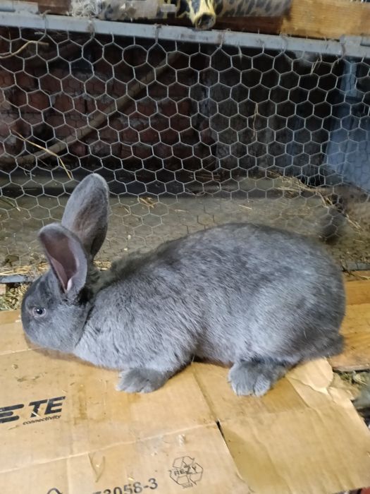 Vând Iepuri multiple rase