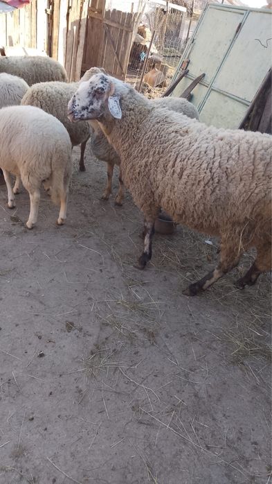 Berbec de vânzare – rasă Assaf