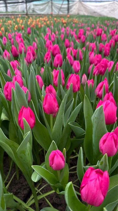 Цветы Тюльпан ОПТОВАЯ ЦЕНА