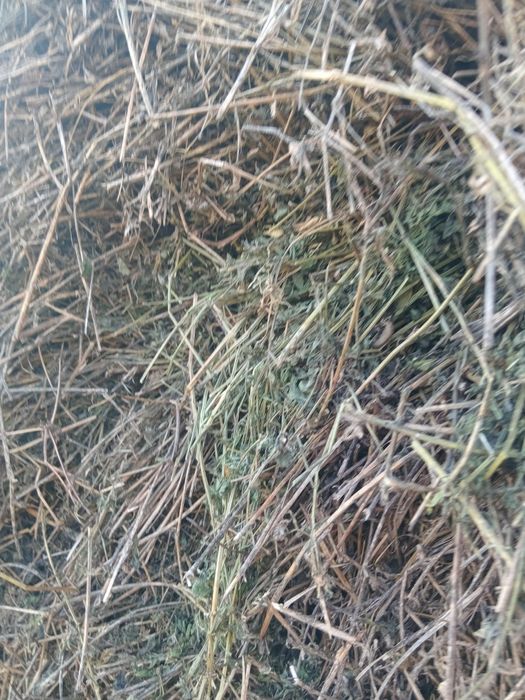 Baloți de lucernă și fân!