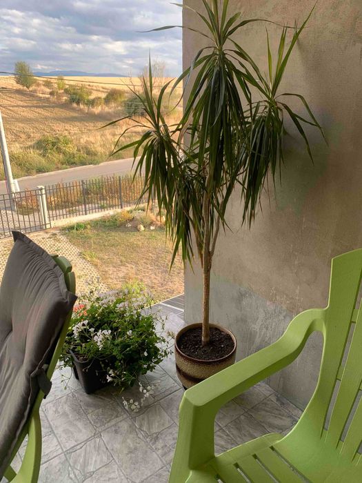 палма юка , бенджамин,, драцена, цена 50лв всяка с керамична саксия