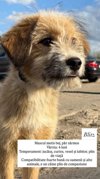 Câini spre adopție