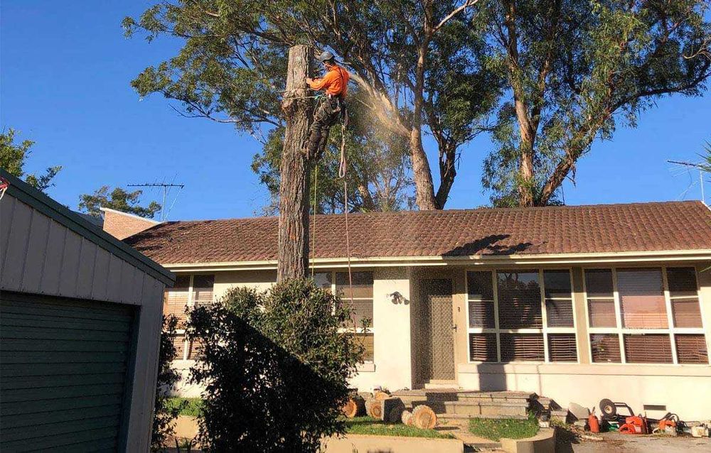 Режем ОПАСНИ дървета