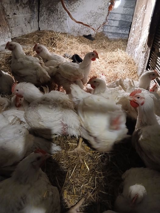 Pui ai gaini crescuti in goapodarie