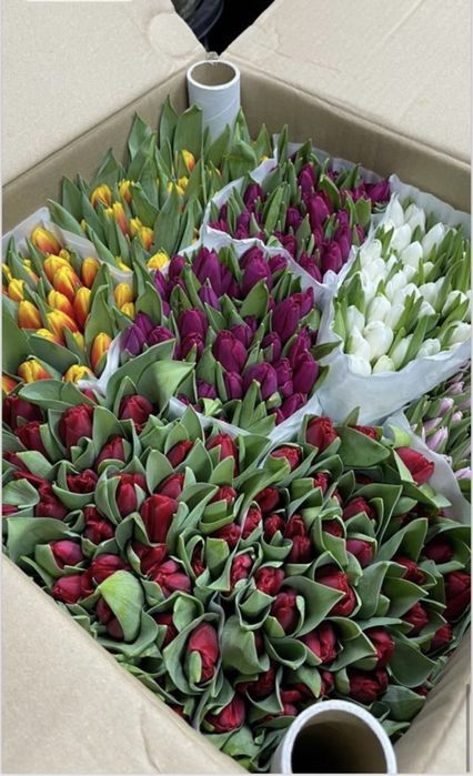 Тюльпаны оптом и в розницу