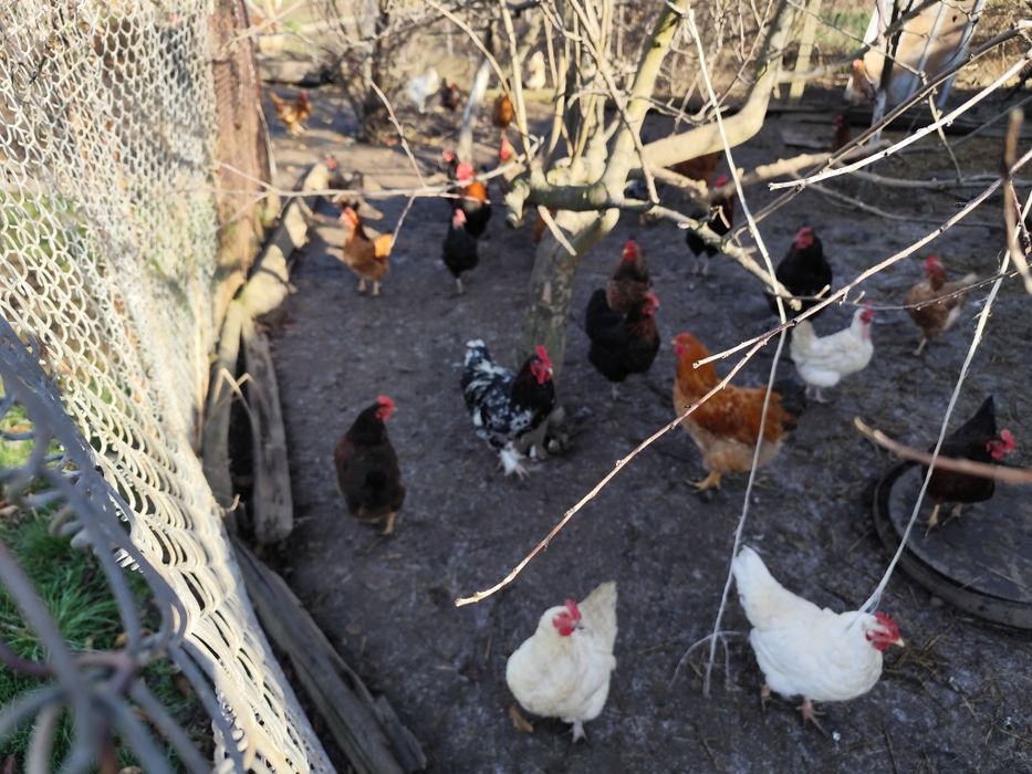 Домашни млади петли