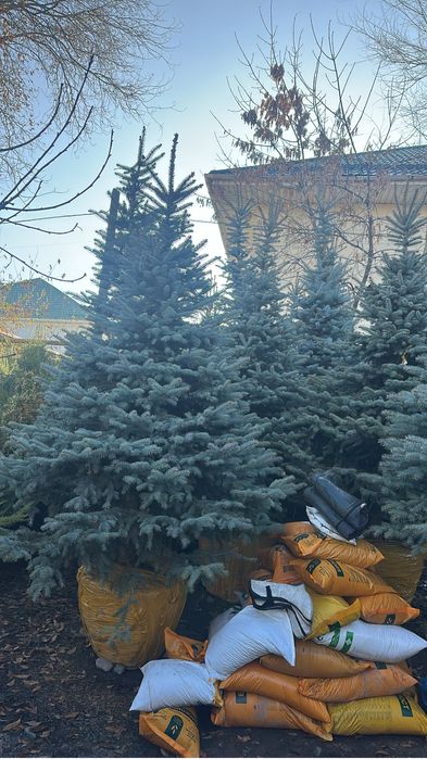 Ель сосна туя кустарник цветы плодовый