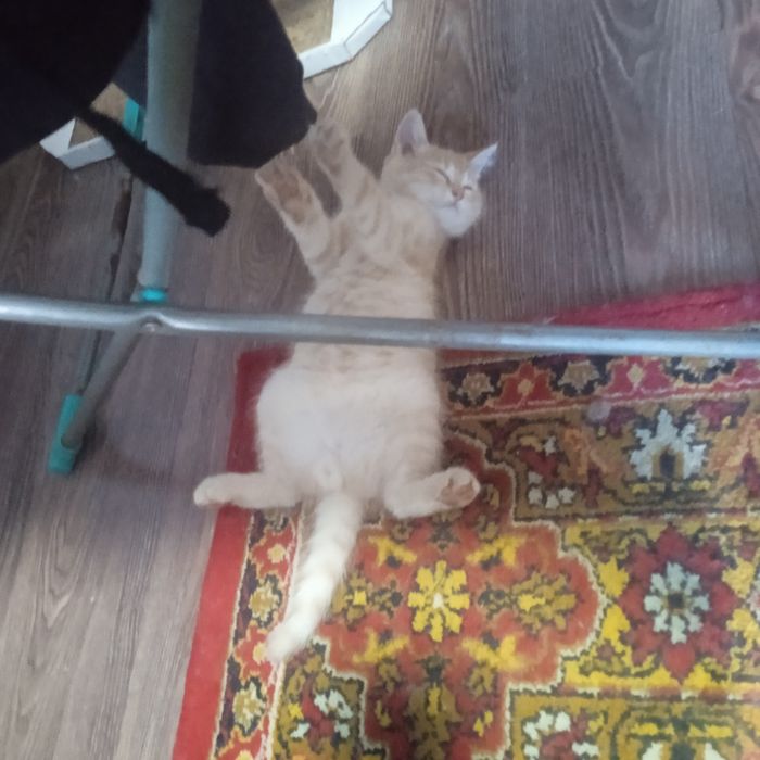 Отдам котенка в добрые руки