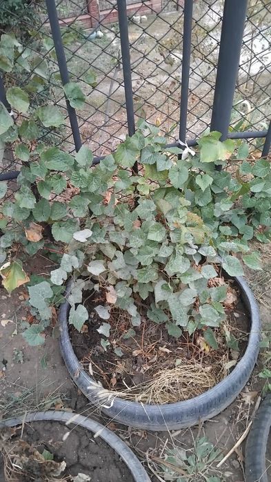 Кусты винограда винного