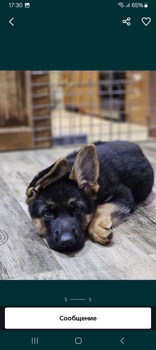 продаже щенки немецкой овчарки.