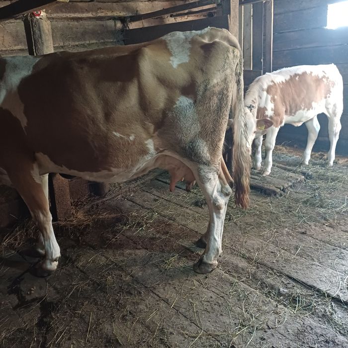 Vand vaca bălțată cu vitea