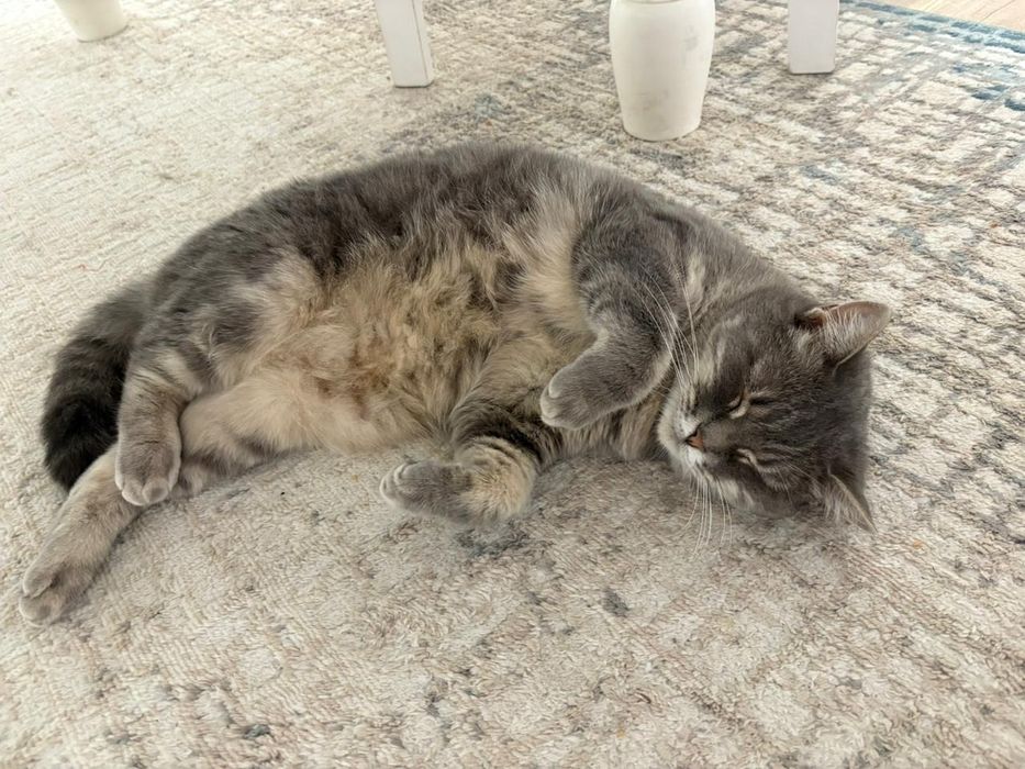 Кошка полушотландка
