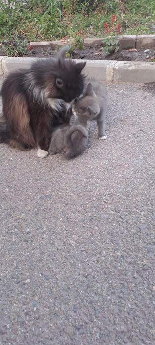 Отдам в добрые руки котять 4 шт