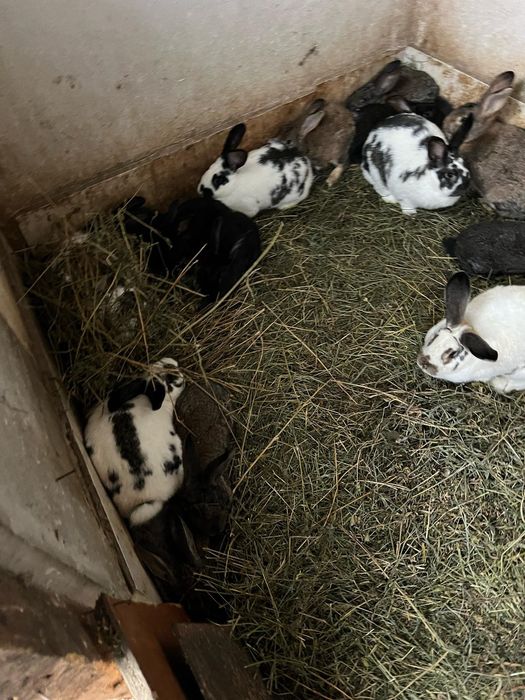 Vând iepuri pui/adult diferite rase