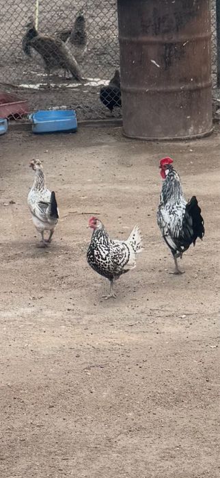 Индийский павлины.