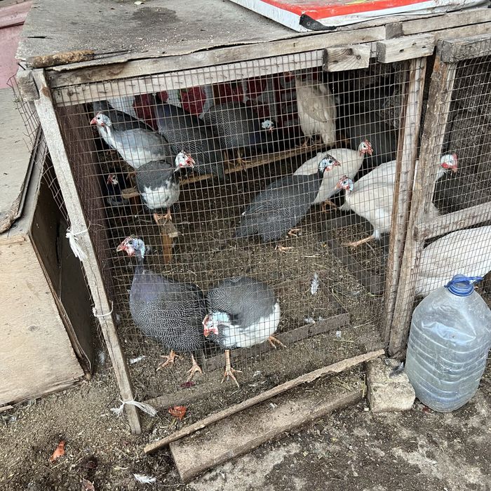 Sisarkala srochniy sotiladi