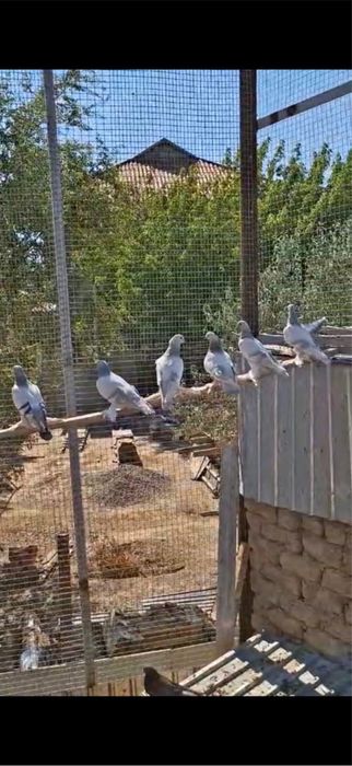 Голоби птицы продается