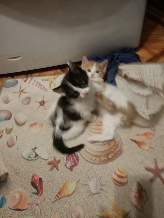 отдадим котят в хорошие руки