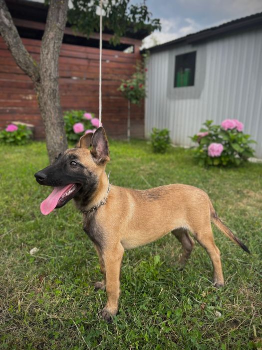 Ciobănesc belgian malinois