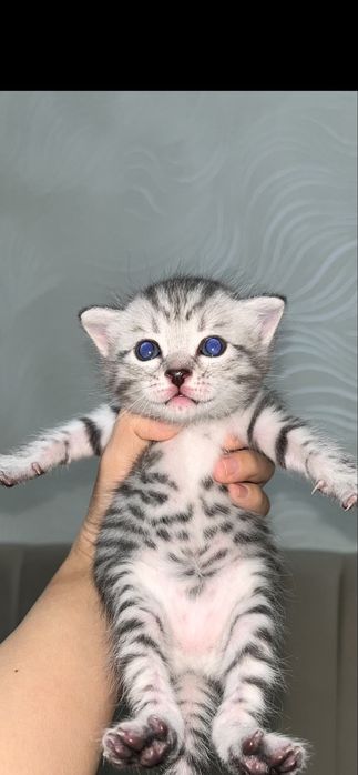 котята котята котята