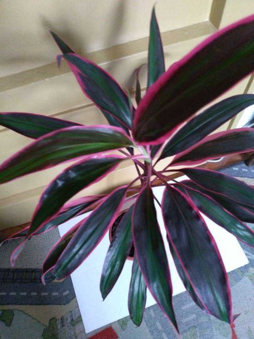 Бенджамин -цвете