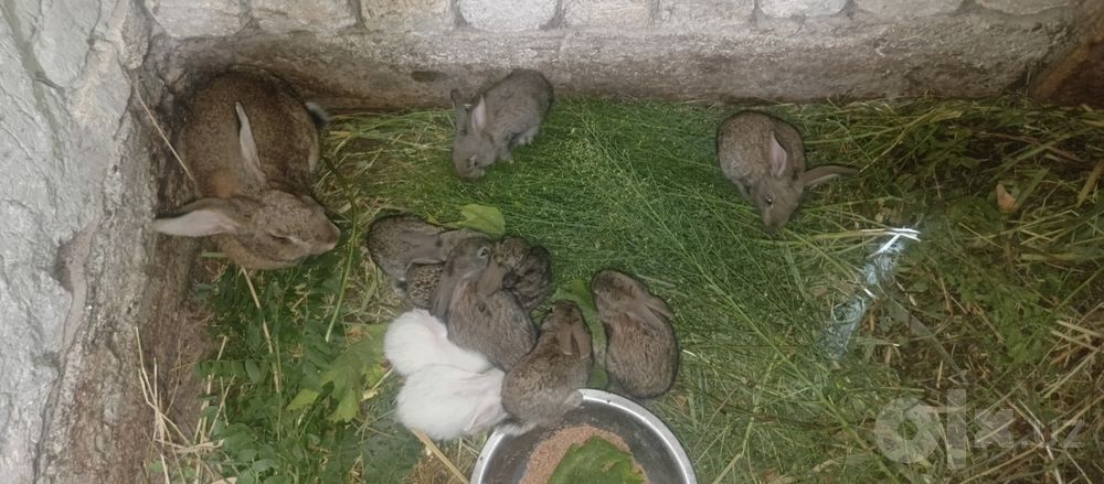 Ona quyon 10 bolalari bilan