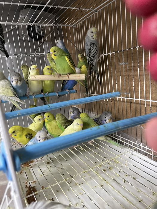 Продам попугаев волнистых