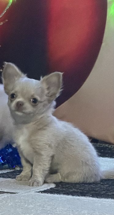 Продам чихуахуа ДШ с документами